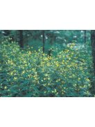 Rojtos lizinka / LYSIMACHIA ciliata 