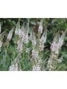 Fűzlevelű lizinka / LYSIMACHIA ephemerum 