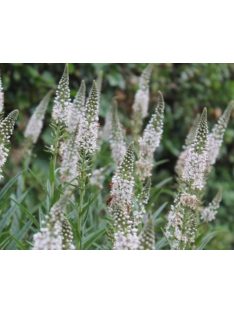 Fűzlevelű lizinka / LYSIMACHIA ephemerum 