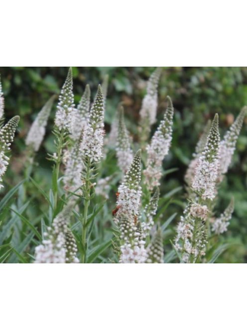 Fűzlevelű lizinka / LYSIMACHIA ephemerum 