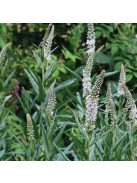 Fűzlevelű lizinka / LYSIMACHIA ephemerum 