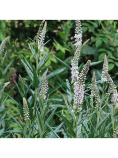 Fűzlevelű lizinka / LYSIMACHIA ephemerum 