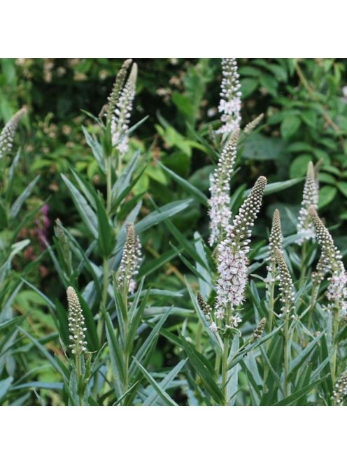 Fűzlevelű lizinka / LYSIMACHIA ephemerum 