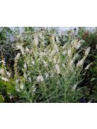 Fűzlevelű lizinka / LYSIMACHIA ephemerum 