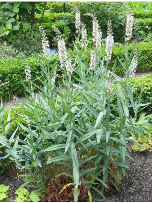 Fűzlevelű lizinka / LYSIMACHIA ephemerum 