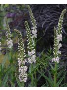 Fűzlevelű lizinka / LYSIMACHIA ephemerum 