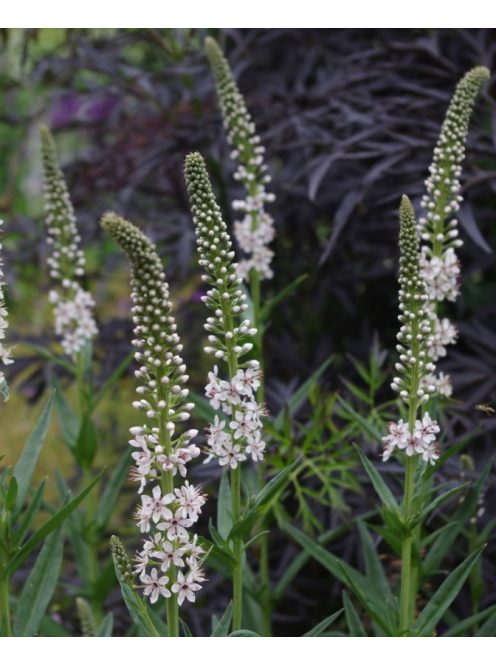 Fűzlevelű lizinka / LYSIMACHIA ephemerum 