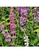 Réti füzény / LYTHRUM salicaria 'Happy Lights'