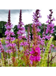 Réti füzény / LYTHRUM salicaria 'Happy Lights'