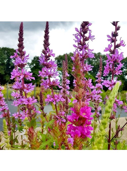 Réti füzény / LYTHRUM salicaria 'Happy Lights'