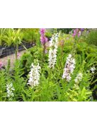 Réti füzény / LYTHRUM salicaria 'Happy Lights'