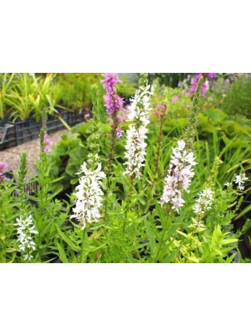 Réti füzény / LYTHRUM salicaria 'Happy Lights'