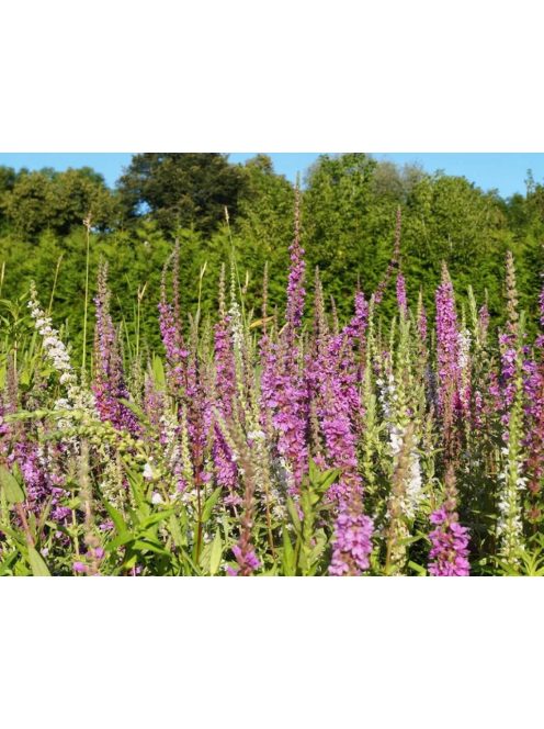 Réti füzény / LYTHRUM salicaria 'Happy Lights'