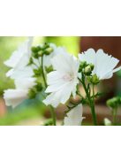 Pézsmamályva / MALVA moschata f. alba 