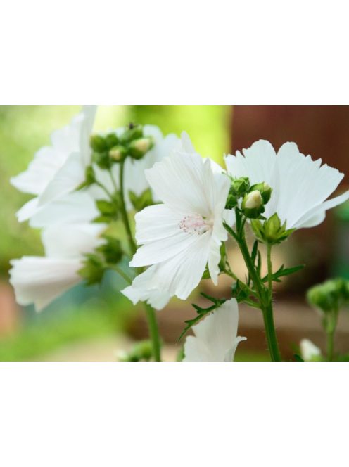 Pézsmamályva / MALVA moschata f. alba 