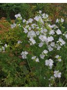 Pézsmamályva / MALVA moschata f. alba 