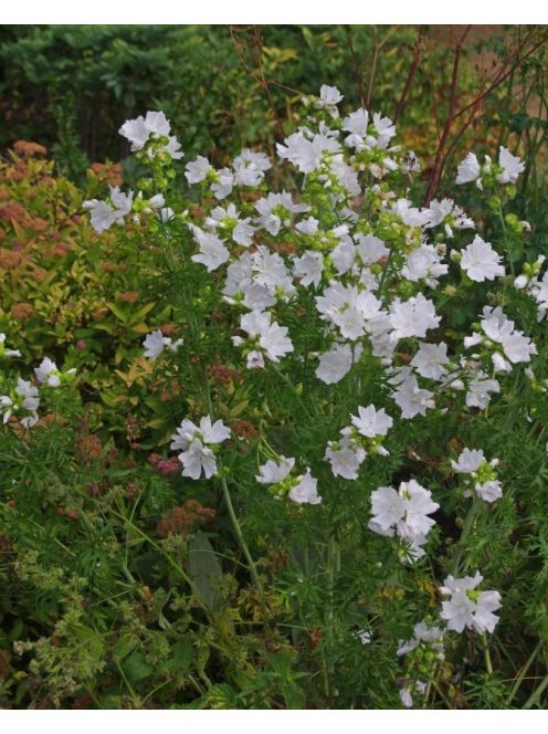 Pézsmamályva / MALVA moschata f. alba 