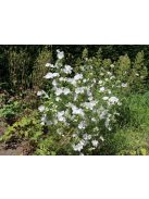 Pézsmamályva / MALVA moschata f. alba 