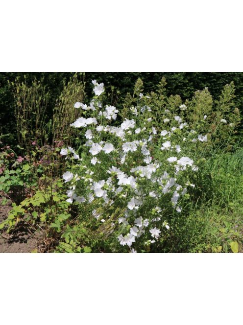 Pézsmamályva / MALVA moschata f. alba 