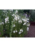 Pézsmamályva / MALVA moschata f. alba 