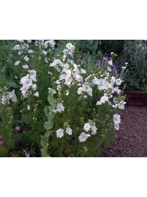 Pézsmamályva / MALVA moschata f. alba 