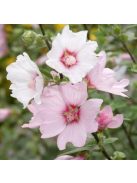 Pézsmamályva / MALVA moschata 'Appleblossum'