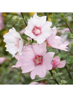 Pézsmamályva / MALVA moschata 'Appleblossum'