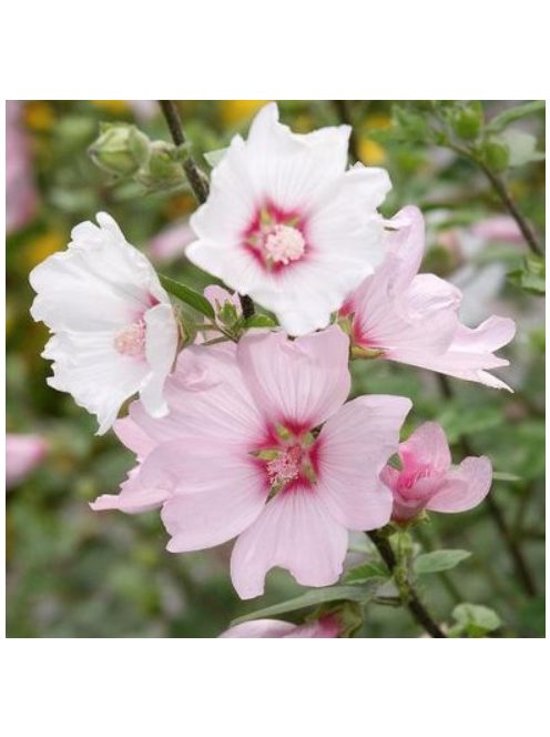 Pézsmamályva / MALVA moschata 'Appleblossum'