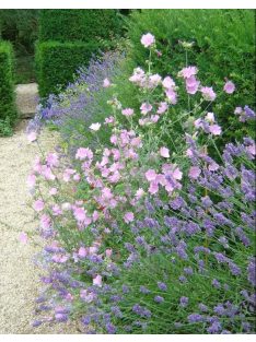 Pézsmamályva / MALVA moschata 'Appleblossum'