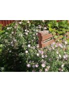 Pézsmamályva / MALVA moschata 'Appleblossum'