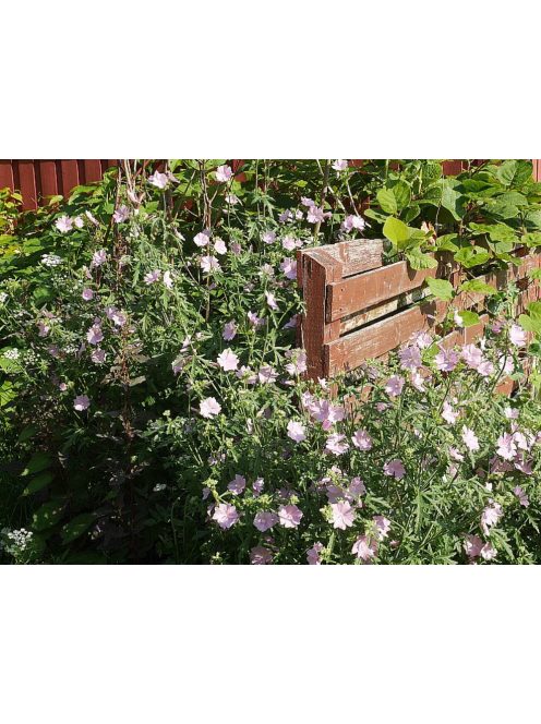 Pézsmamályva / MALVA moschata 'Appleblossum'