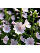 Pézsmamályva / MALVA moschata 'Appleblossum'