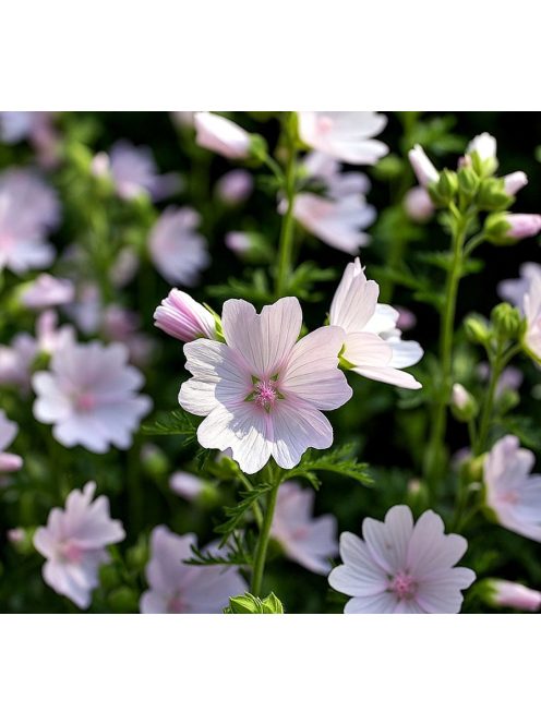 Pézsmamályva / MALVA moschata 'Appleblossum'