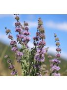 Csombormenta / MENTHA pulegium 