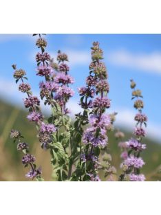 Csombormenta / MENTHA pulegium 