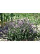 Csombormenta / MENTHA pulegium 