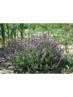 Csombormenta / MENTHA pulegium 