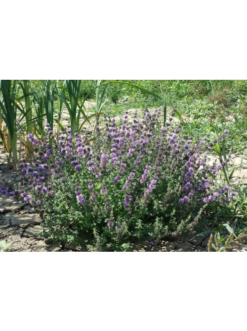 Csombormenta / MENTHA pulegium 