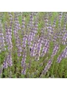 Csombormenta / MENTHA pulegium 