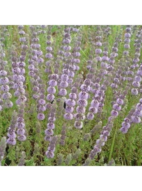 Csombormenta / MENTHA pulegium 