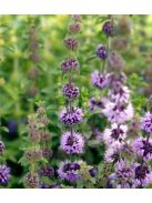 Csombormenta / MENTHA pulegium 