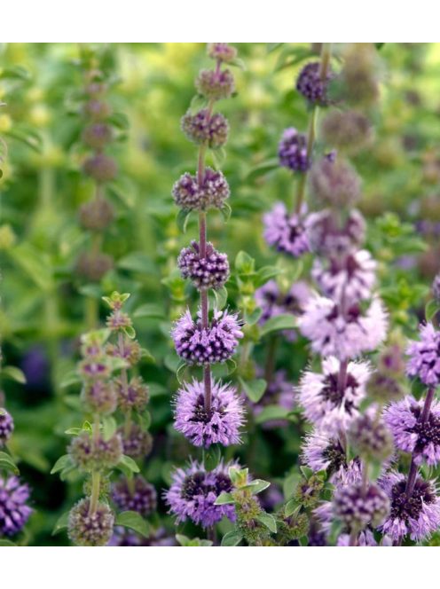 Csombormenta / MENTHA pulegium 