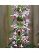 Hosszúlevelű örvényvirág / MORINA longifolia 