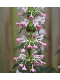 Hosszúlevelű örvényvirág / MORINA longifolia 