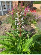 Hosszúlevelű örvényvirág / MORINA longifolia 