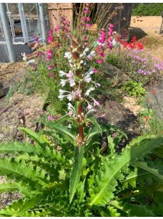 Hosszúlevelű örvényvirág / MORINA longifolia 