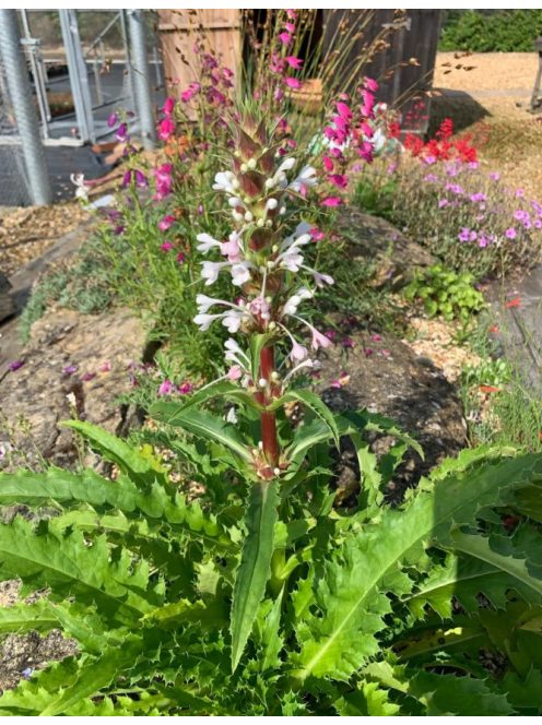 Hosszúlevelű örvényvirág / MORINA longifolia 