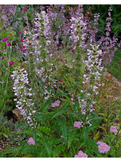 Hosszúlevelű örvényvirág / MORINA longifolia 