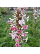 Hosszúlevelű örvényvirág / MORINA longifolia 