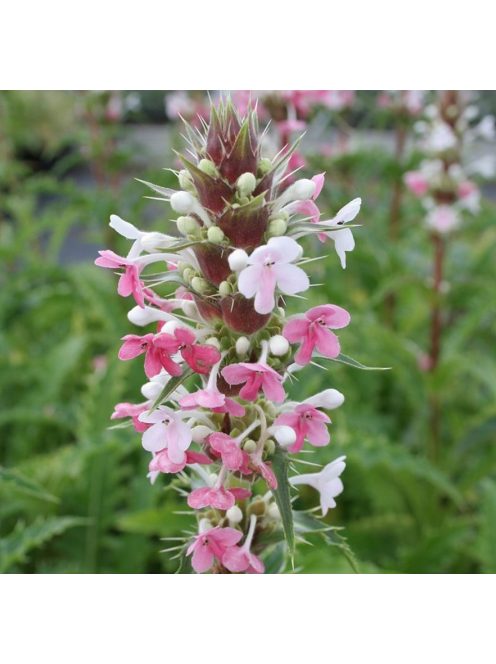 Hosszúlevelű örvényvirág / MORINA longifolia 